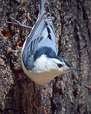 White-breasted Nuthatch_25142